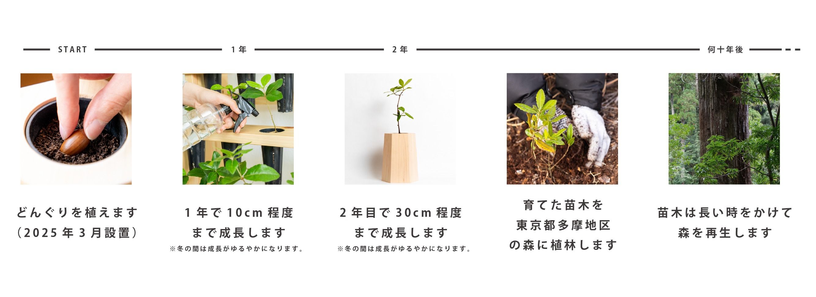 東急電鉄様_どんぐりが植林されるまで2.jpg