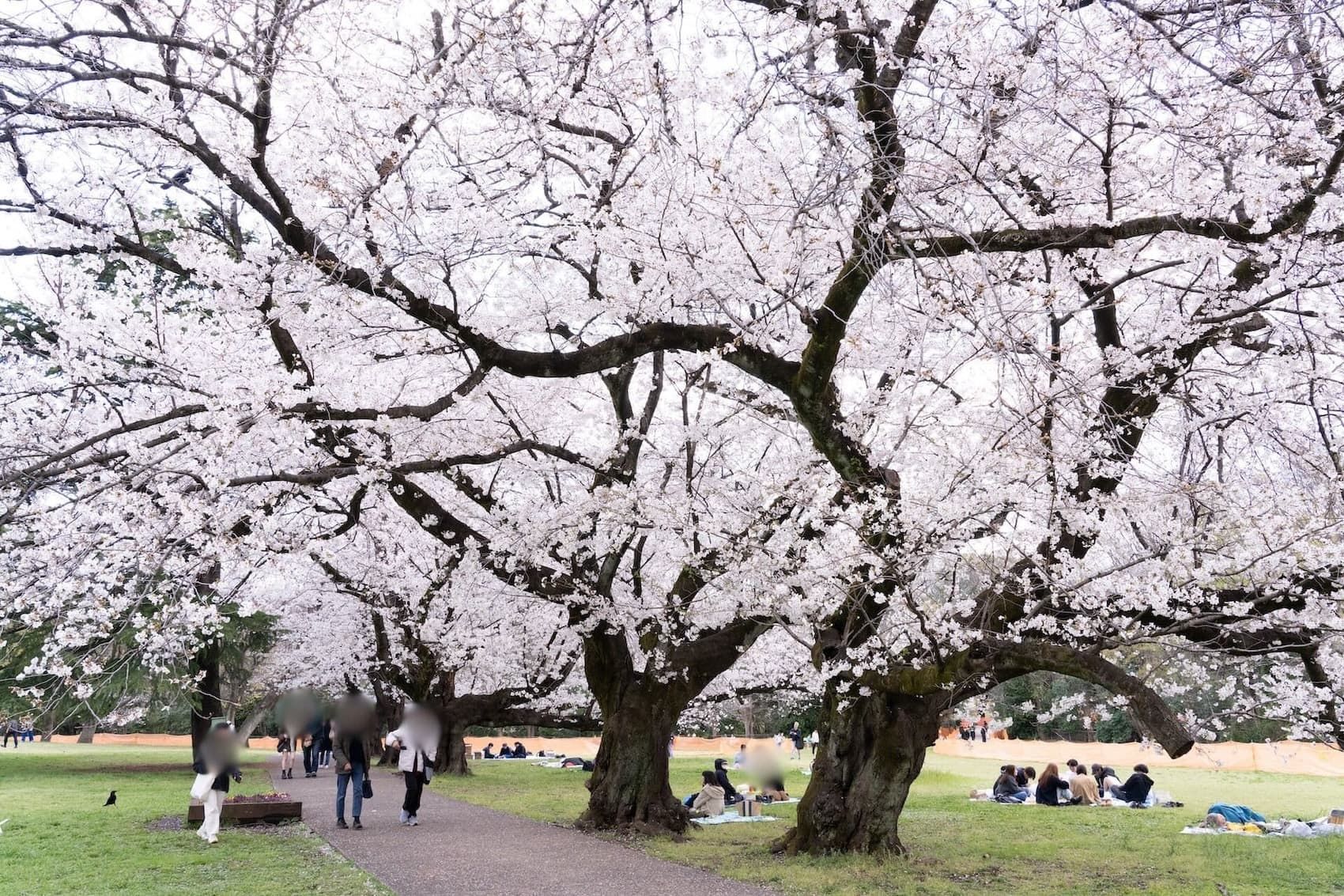 kinutakoen-spring.jpg